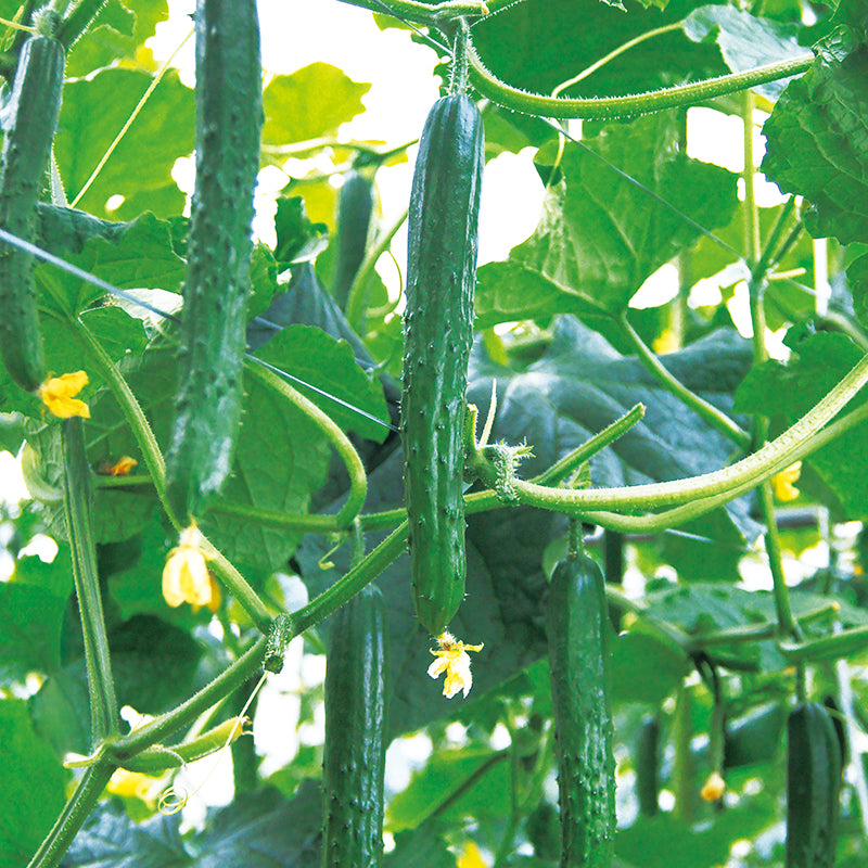 MTフェニックス | 久留米原種育成会オンラインストア