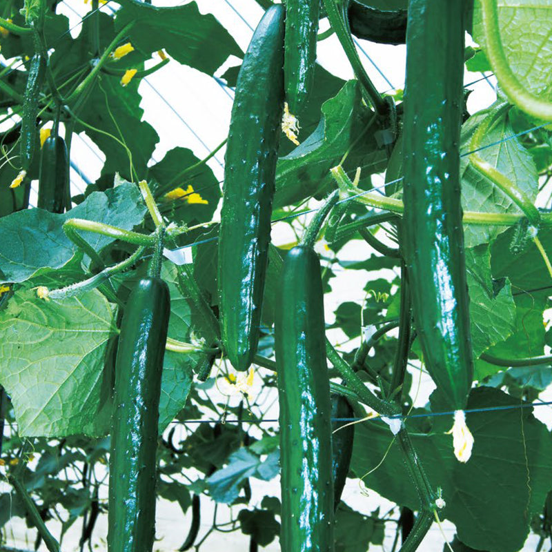 実多86 | 久留米原種育成会オンラインストア